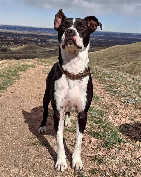 pitbull boston terrier mix